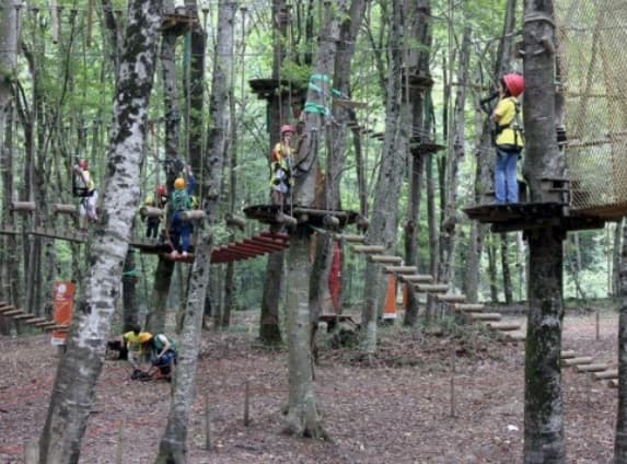 FOREST galeri görseli 4