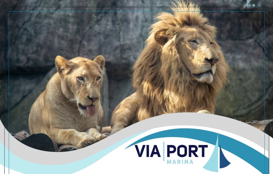 VIAPORT ZOO kapak görseli