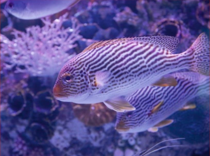 VIAPORT ZOO galeri görseli 1