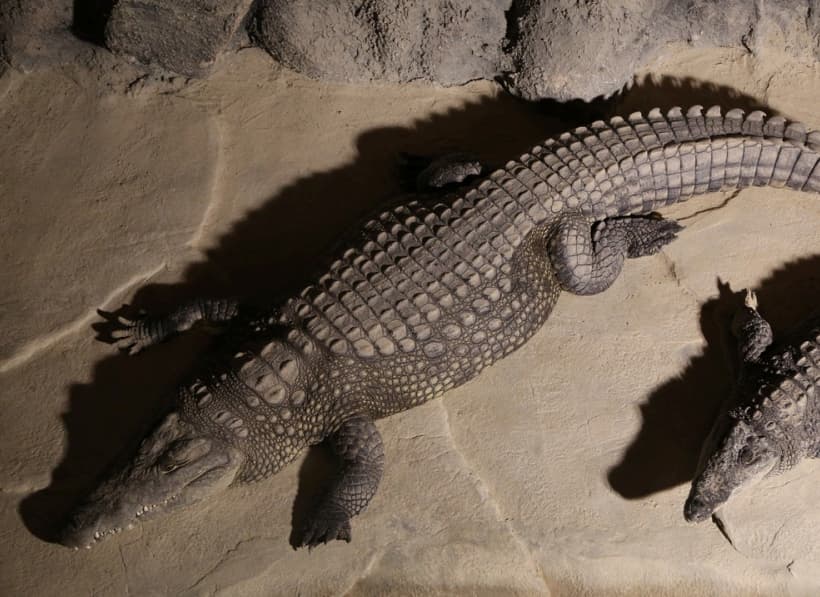 VIAPORT ZOO galeri görseli 3