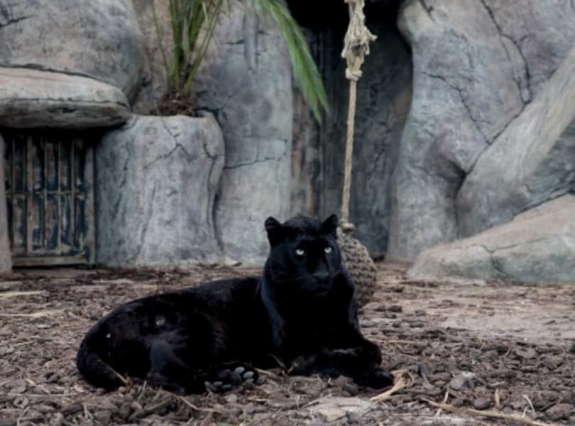 VIAPORT ZOO galeri görseli 4