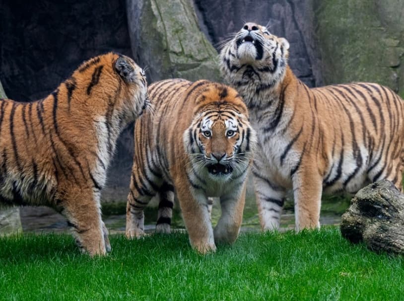 VIAPORT ZOO galeri görseli 5